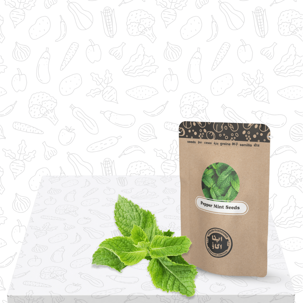 Papper Mint ( Padina ) Seeds - Apnaugao