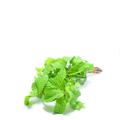 Papper Mint ( Padina ) Seeds - Apnaugao