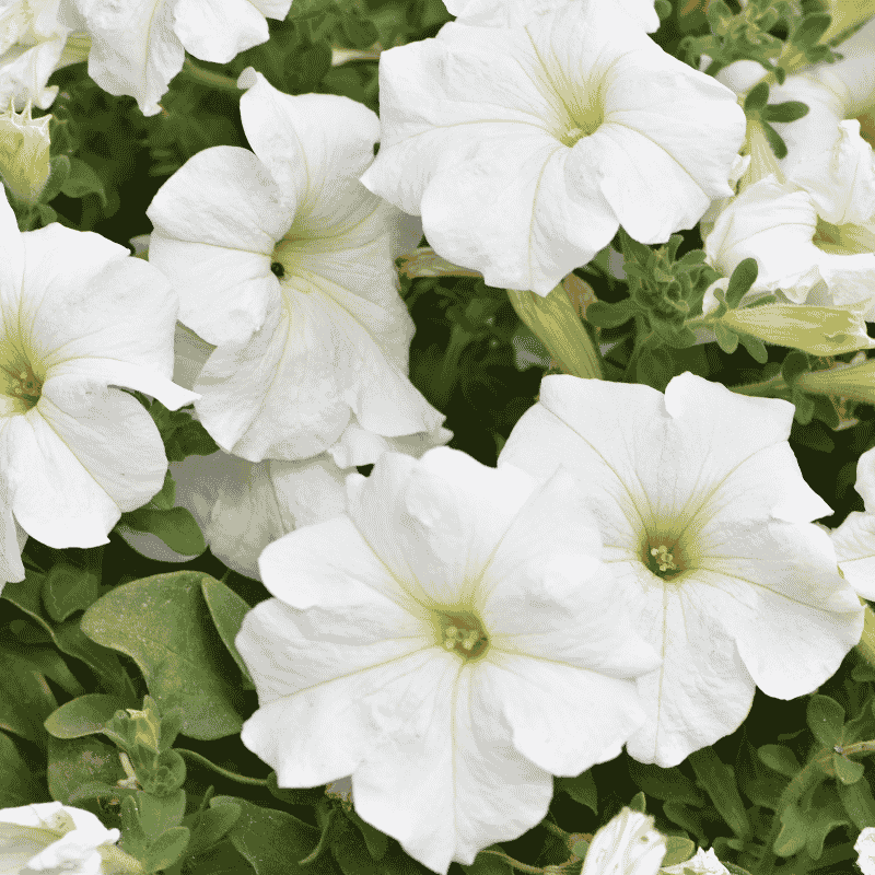 buy beautiful petunia seeds of white flower