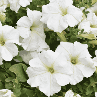 buy beautiful petunia seeds of white flower
