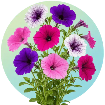 Petunia flower seeds in Pakistan