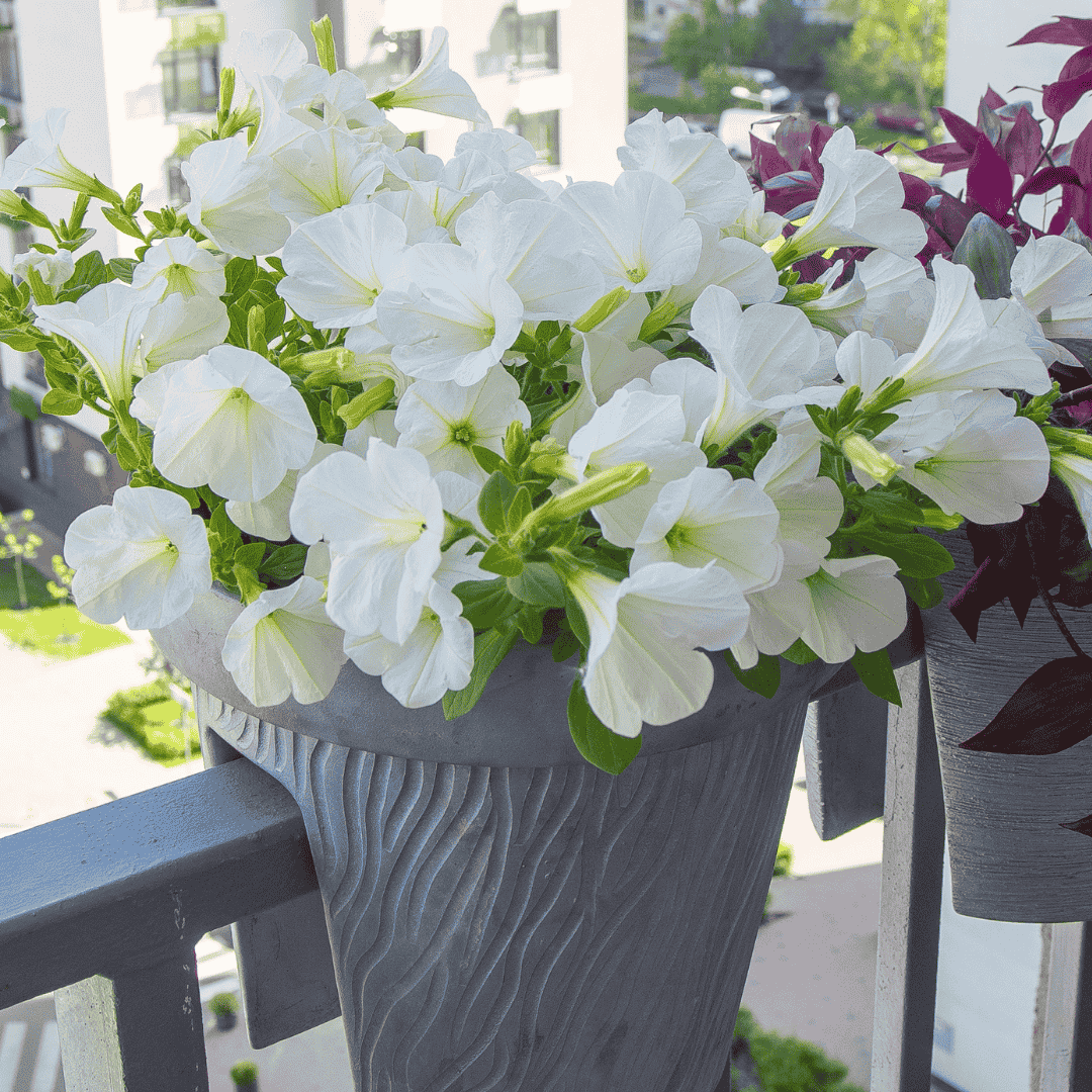 Petunia White Compact Hybrid Flower Seeds