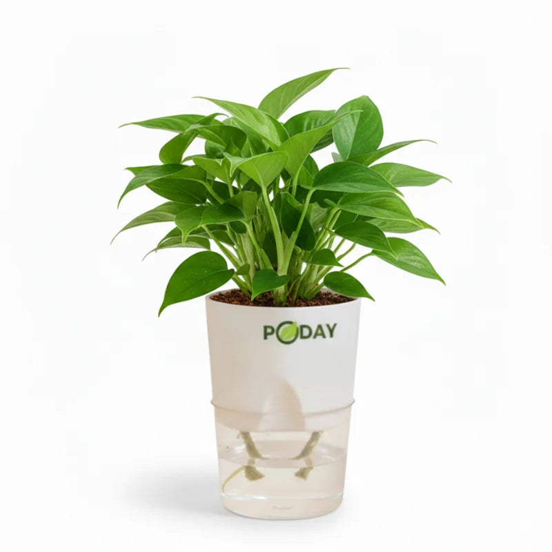 Buy Philodendron Oxycardium Green – فلوڈینڈرون پودا – heart leaf indoor plant in self-watering pot, special offer discount