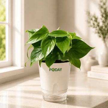 Buy Philodendron Oxycardium Green – فلوڈینڈرون پودا – heart leaf indoor plant in self-watering pot, special offer discount