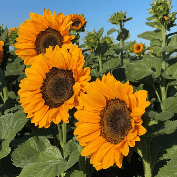 sunflower seeds specially for cut flower industry in Pakistan