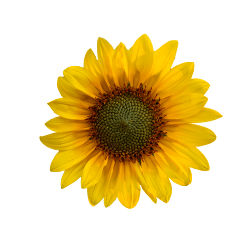 ProCut Brilliance F1 Hybrid Sunflower Seeds – Yellow Orange Bicolour Cut Flower