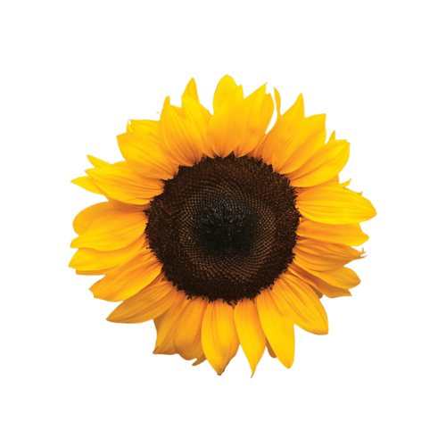 ProCut Orange DMR F1 Hybrid Sunflower Seeds – Disease-Resistant Cut Flower