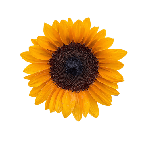 ProCut Orange Excel F1 Hybrid Sunflower Seeds – Deep Orange Cut Flower
