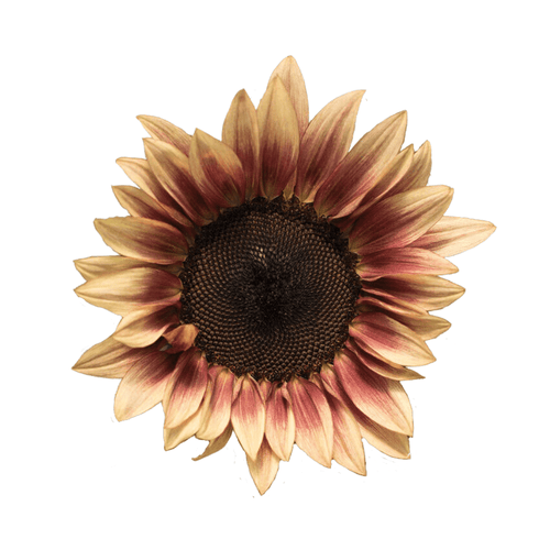 ProCut Plum F1 Hybrid Sunflower Seeds – Rare Plum-Purple Cut Flower