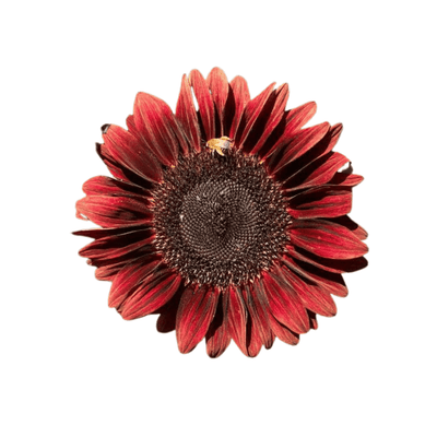 ProCut Red Sunflower seeds - Apnaugao