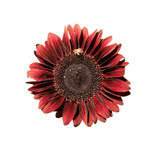 ProCut Red F1 Hybrid Sunflower Seeds – Burgundy Cut Flower