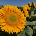 grow golden sunflower seeds and make money in Pakistan