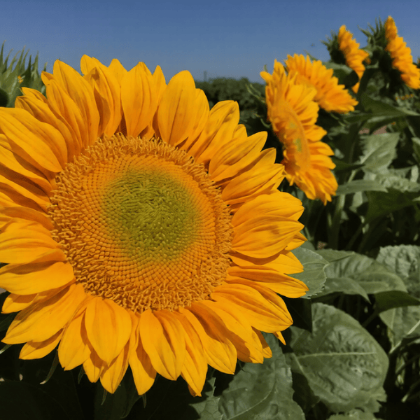 grow golden sunflower seeds and make money in Pakistan