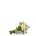 Roman Chamomile Herb Seeds - Apnaugao