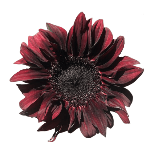 Red Wave Hybrid Sunflower Seeds