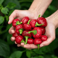 Hands holding a bunch of red peppers with a green leafy background - home gardening