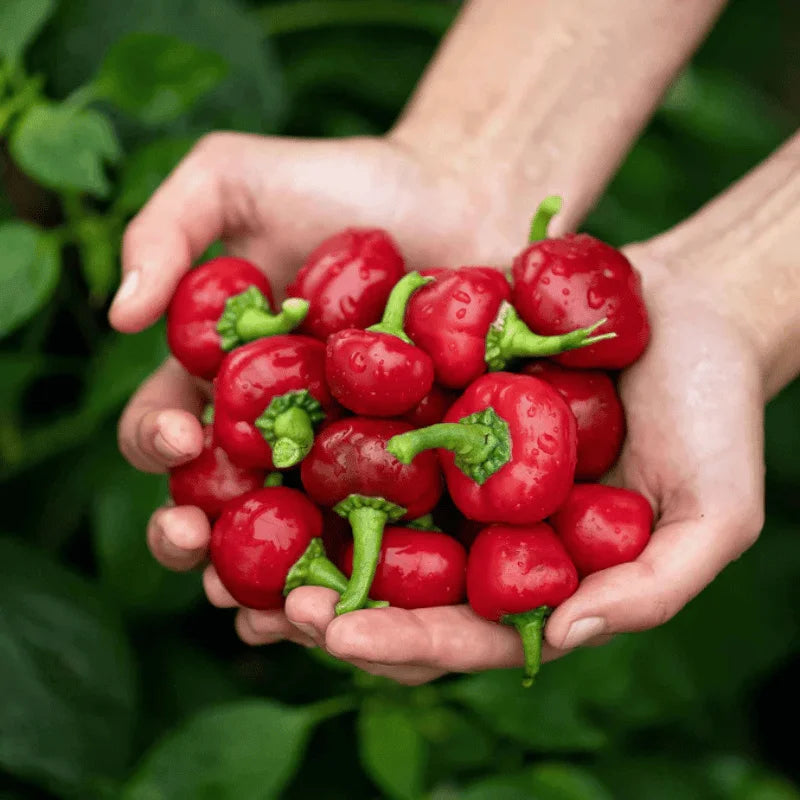 Hands holding a bunch of red peppers with a green leafy background - home gardening
