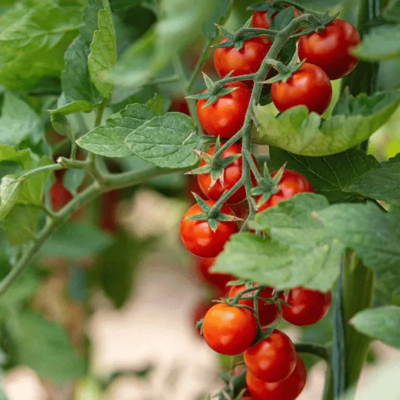 Cherry tomato seeds for growing fresh red tomatoes at home in pots, grow bags, and balcony gardens.