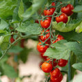 Red cherry tomato seeds for home gardening, ideal for growing small sweet tomatoes in pots and kitchen gardens