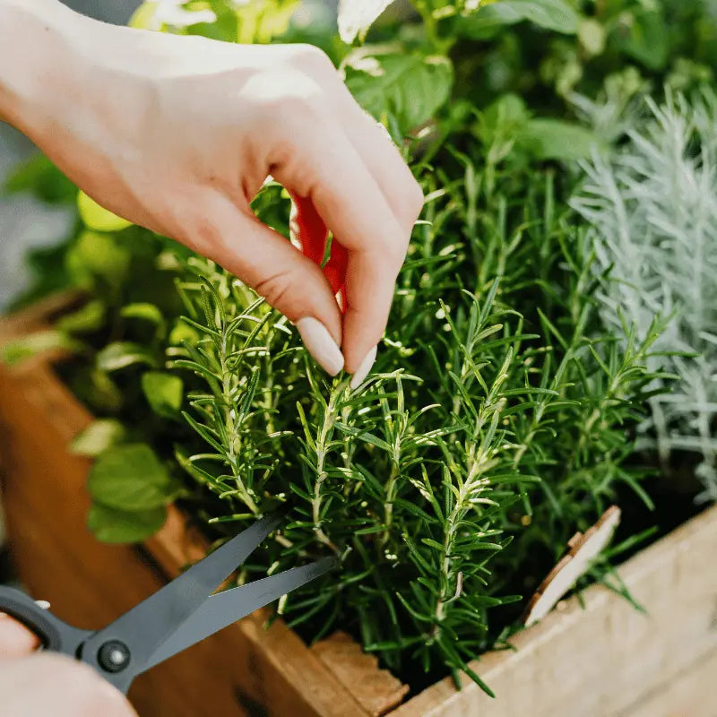 grow your own rosemary in your home garden