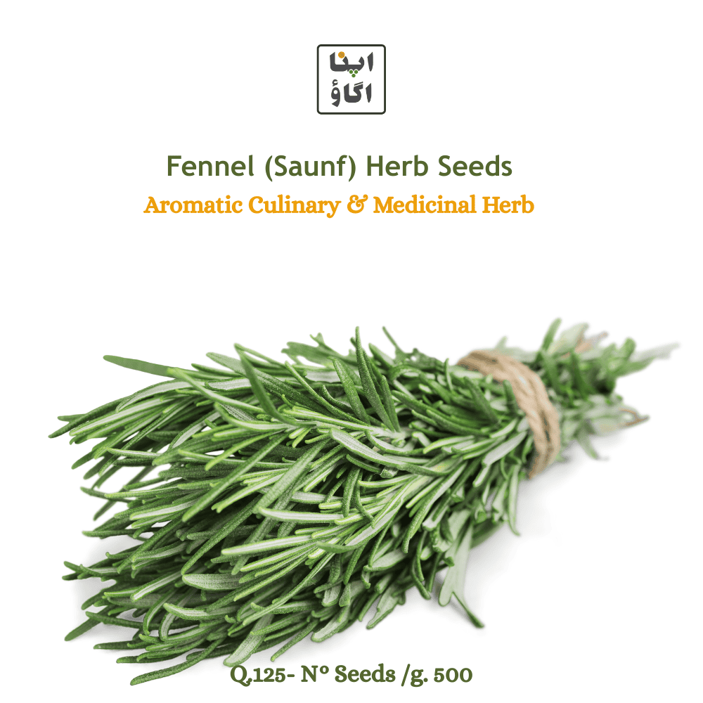 Rosemary seeds best kitchen garden 