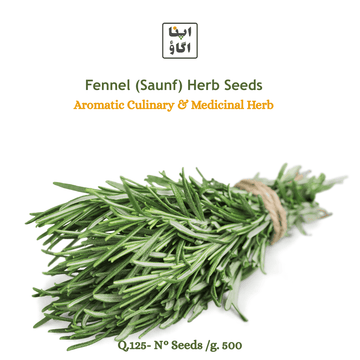 Rosemary seeds best kitchen garden 