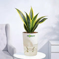 Buy Sansevieria Gold Flame –  سنسیویریا گولڈ فلیم – rare snake plant in self-watering pot, limited discount offer