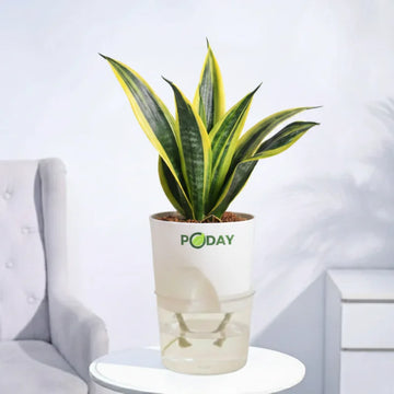 Buy Sansevieria Gold Flame –  سنسیویریا گولڈ فلیم – rare snake plant in self-watering pot, limited discount offer