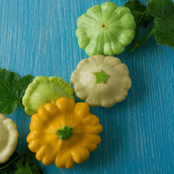 Scallop Blend summer squash seeds – heirloom patty pan mix in Pakistan 