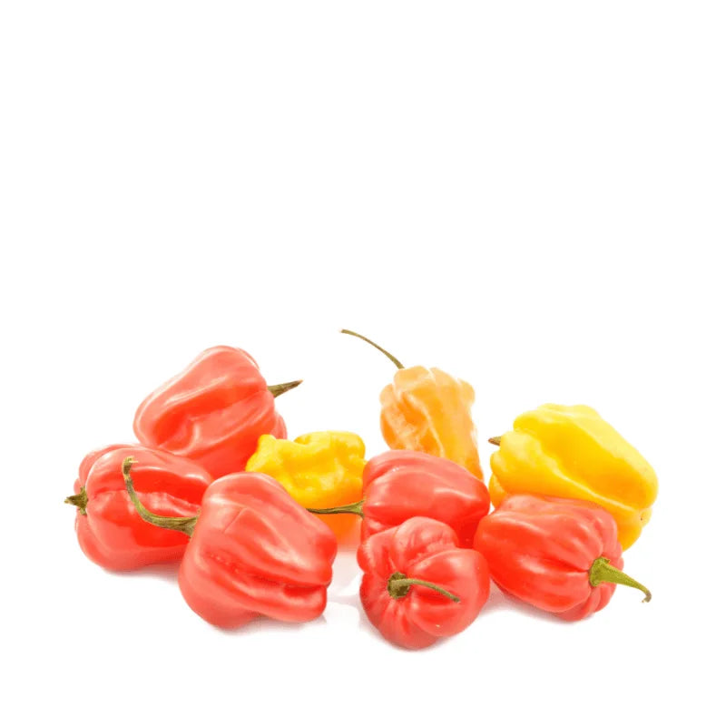 Grow Scotch Bonnet Hot Chili Pepper at home in Pakistan