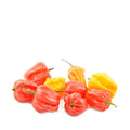 Grow Scotch Bonnet Hot Chili Pepper at home in Pakistan