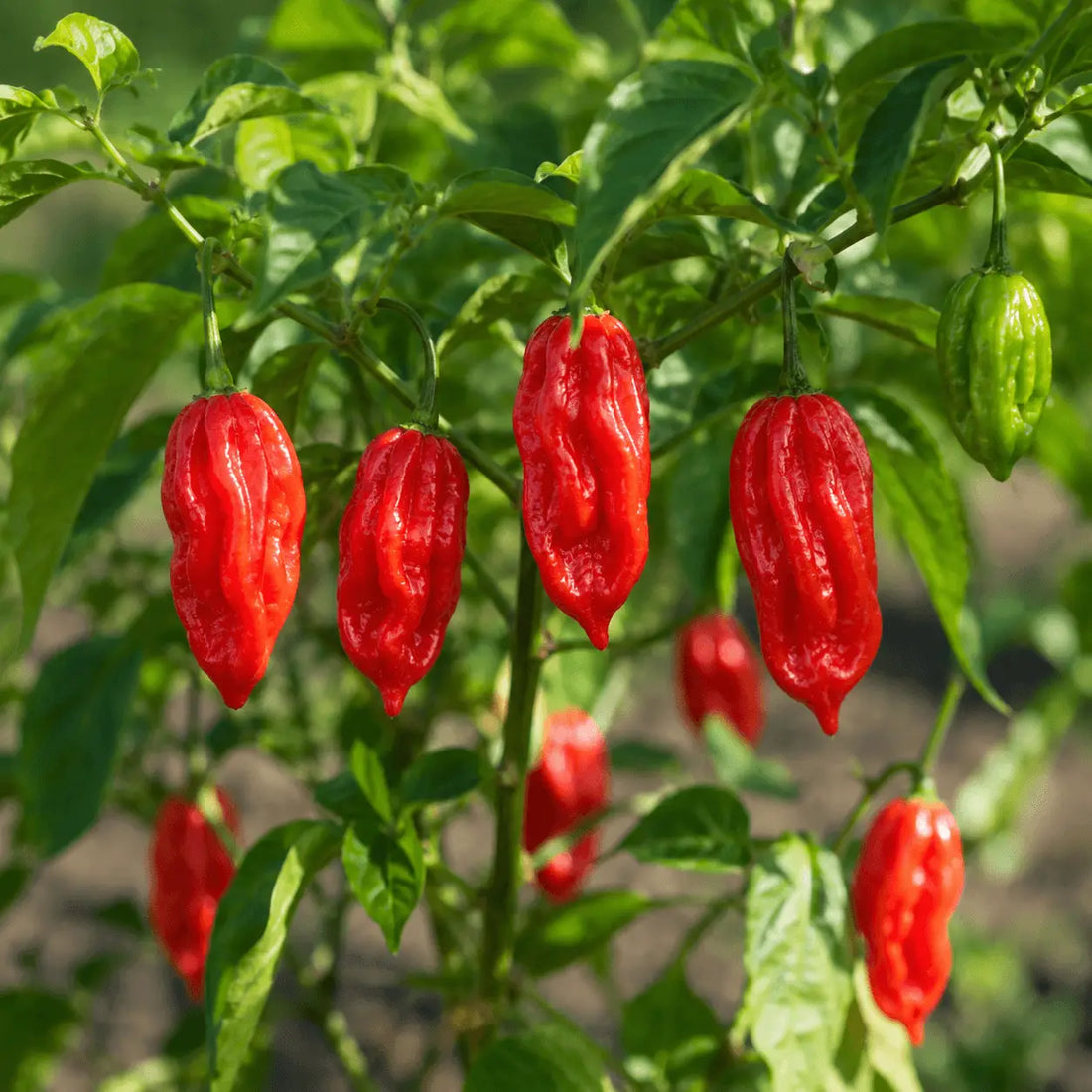 Grow Scotch Bonnet Hot Chili Pepper at home in Pakistan