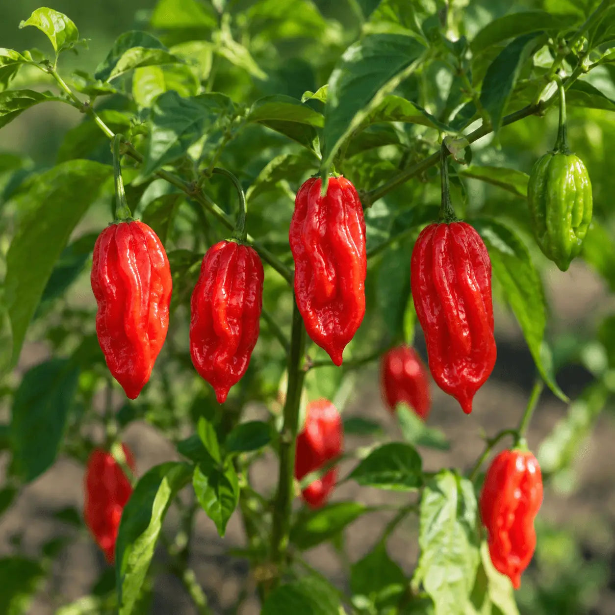 buy Scotch Bonnet Hot Pepper Seeds | apnaugao