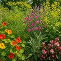 grow bio control natural flower garden against harmful snails