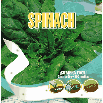 Spinach Seeds Tape - Apnaugao