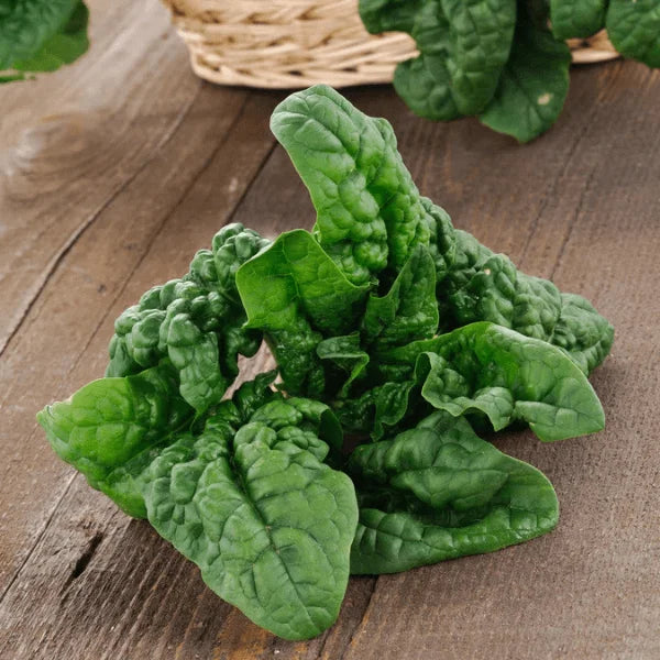 Spinach Noble Giant seeds – large-leaf heirloom palak seeds in Pakistan – ApnaUgao