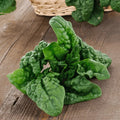 Buy Spinach Noble Giant seeds online in Pakistan – slow-bolting palak for winter kitchen gardens – ApnaUgao