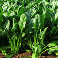 Grow Noble Giant spinach in Pakistani winter gardens – heirloom dark green palak leaves – ApnaUgao