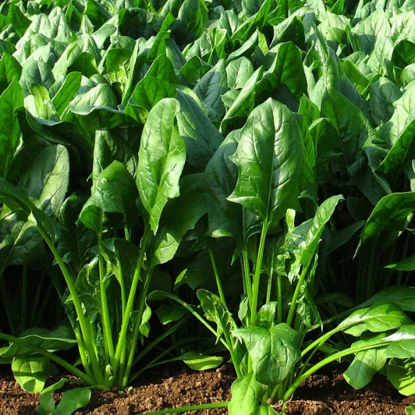 Grow Noble Giant spinach in Pakistani winter gardens – heirloom dark green palak leaves – ApnaUgao