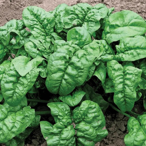 Spinach Noble Giant seeds – large-leaf heirloom palak seeds in Pakistan – ApnaUgao