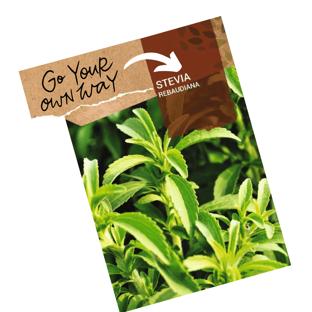 Stevia Herb Seeds - Apnaugao