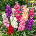 buy stock flower seeds double for cut flowers in Pakistan