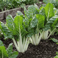 Swiss chard white stem organic seeds for sale in Pakistan – Apnaugao