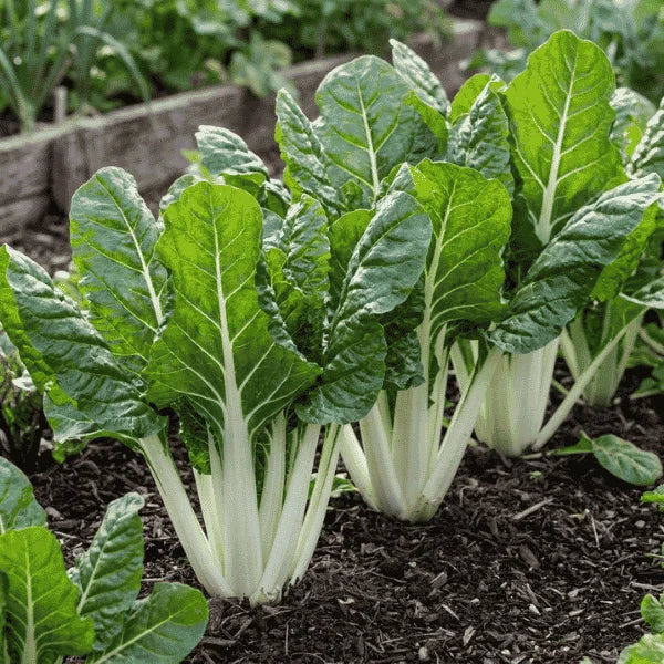 Swiss chard white stem organic seeds for sale in Pakistan – Apnaugao