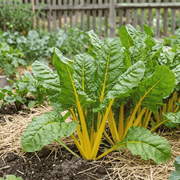 Golden Swiss chard organic seeds for gardening in Pakistan