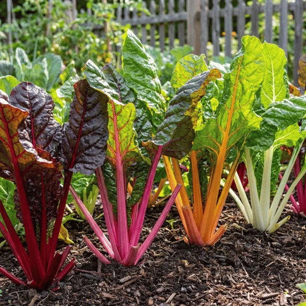 Organic red Swiss chard seeds for home gardening, vibrant red leafy vegetable rich in nutrients
