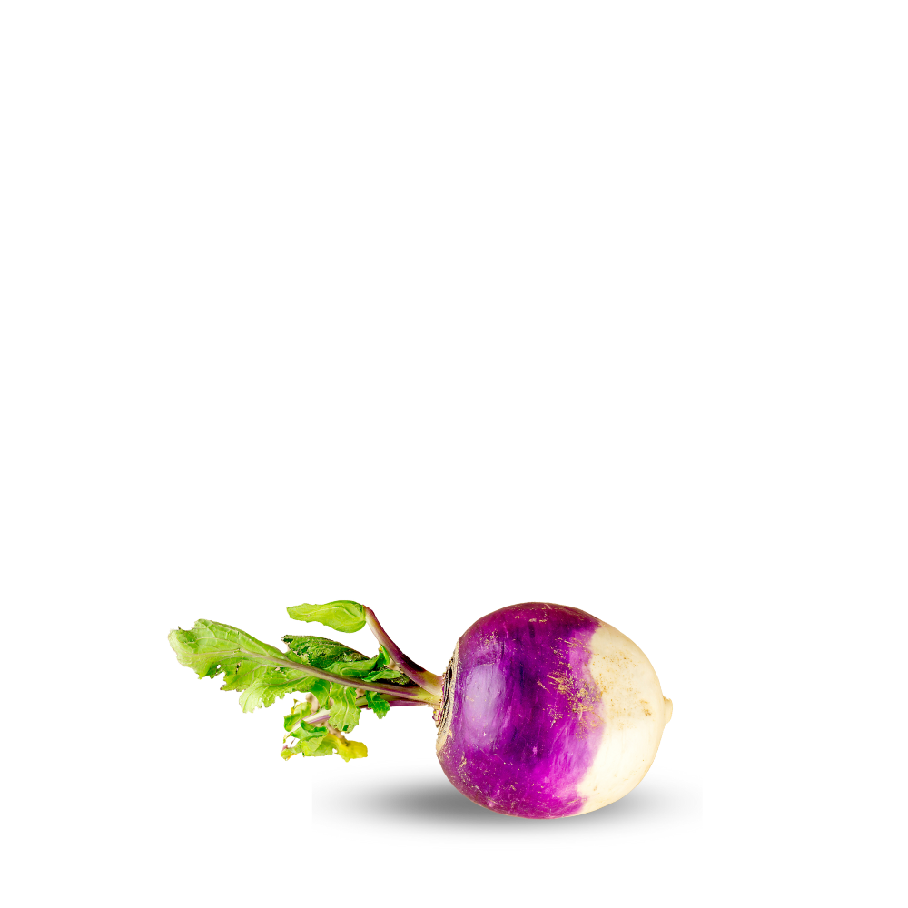 Heirloom Turnip Purple Top Seeds ( Shaljam ) Blanco Globo