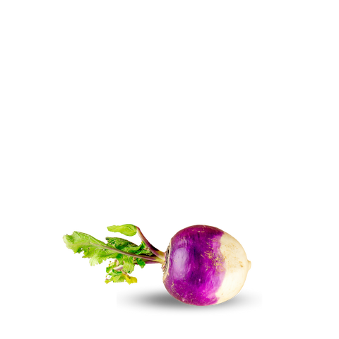 Heirloom Turnip Purple Top Seeds ( Shaljam ) Blanco Globo