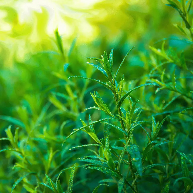 grow own terragon in your home garden 