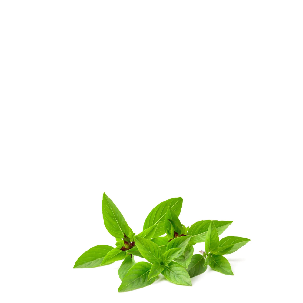 THAI BASIL Herb Seeds in Pakistan Apnaugao